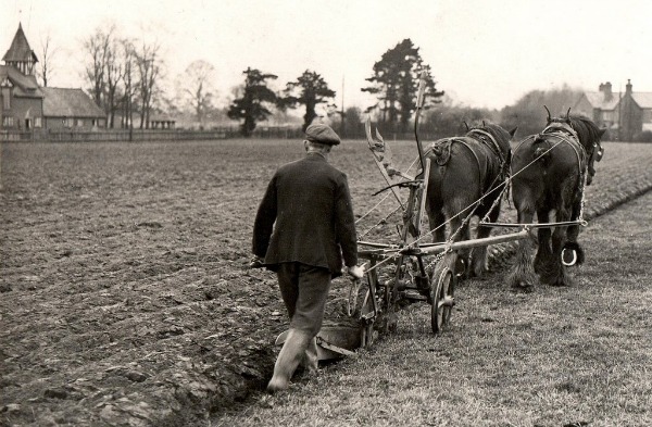 Ploughing at CSA, c late 1930s (Reaseheath)