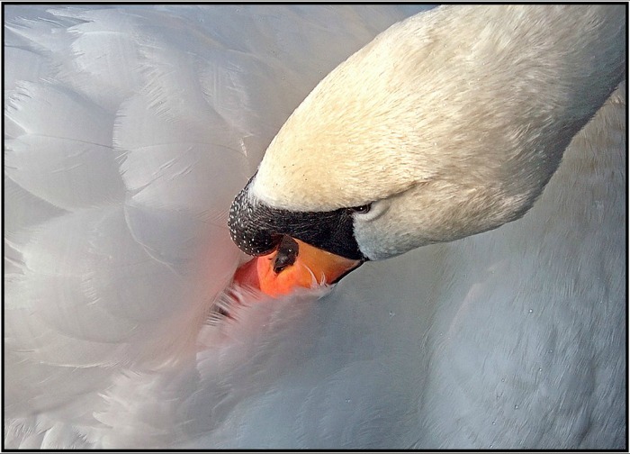 Preening swan, by Brian Sankey
