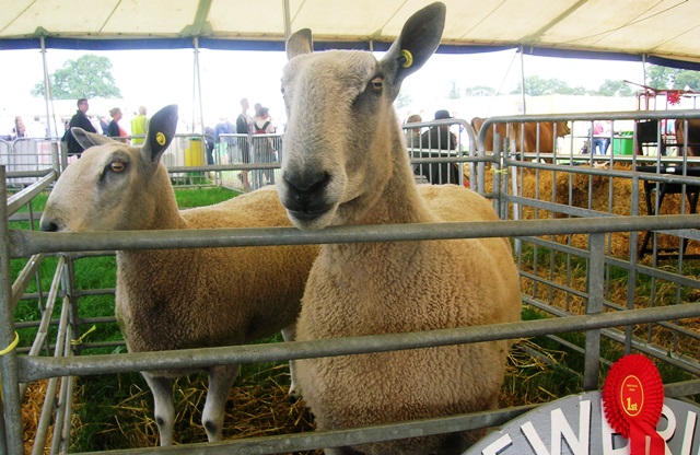 Prize-winning Shrewsbury sheep at Nantwich Show 2014