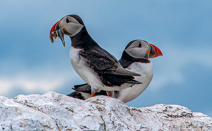 Puffin perch by Alma Sankey (1)