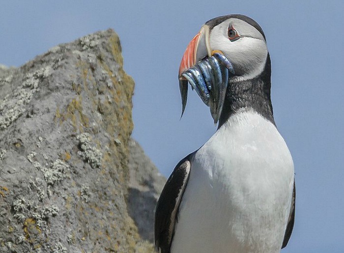 Puffin with Sand eels, U3A photography exhibition