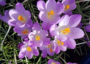Rotary club competition for best purple crocus