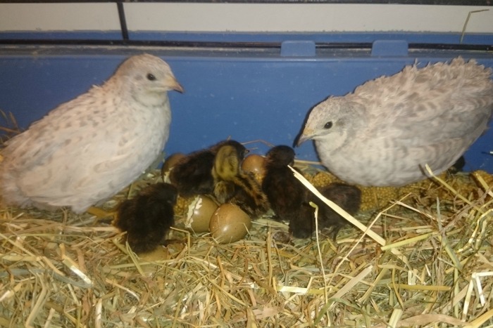 Quails Pasha and Orla White. Baby Bea speckled brown in the middle