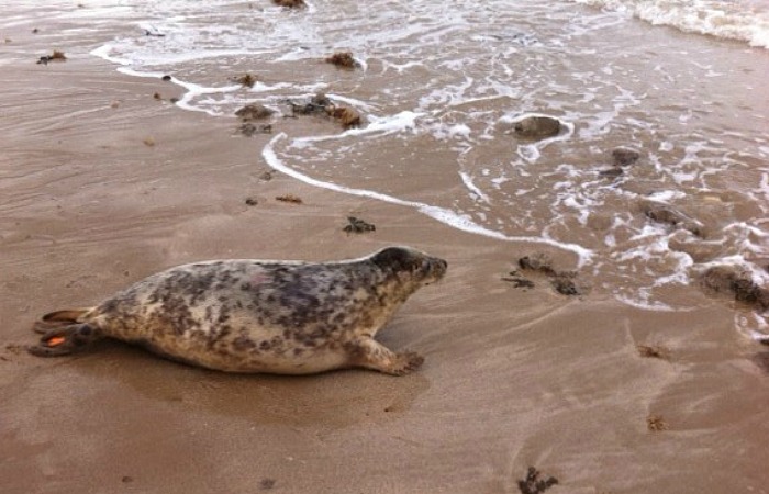 RSPCA Stapeley seal Moon released back to wild