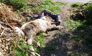 RSPCA chiefs warn of equine crisis across Cheshire