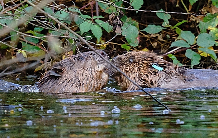 Rachel Bradshaw (C) pair of beavers hatchmere