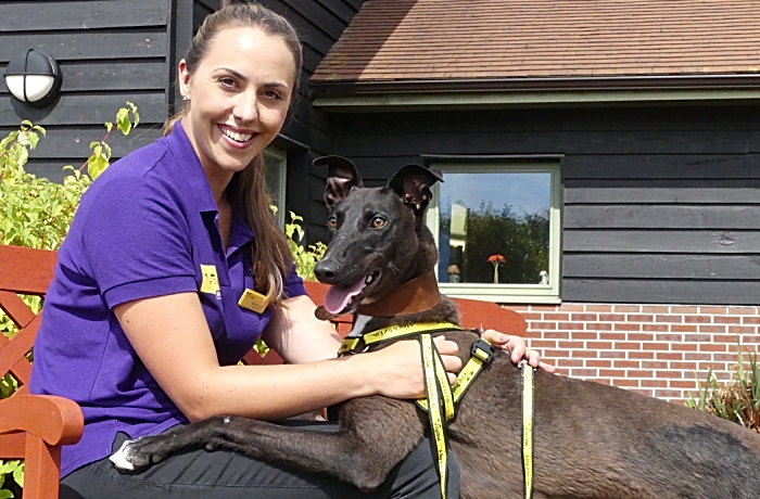 Dogs Trust - Rachel and her team are going bark to school. She is pictured with Lurcher, Woody. (1)
