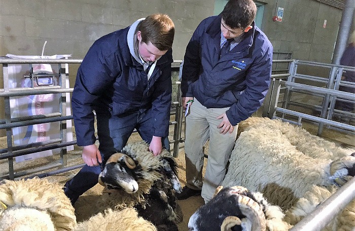 Reaseheath's Will Leese selects Rams for breeding during NSA young shepherds comp