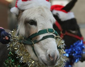 Festive fun lined up at Reaseheath College zoo near Nantwich