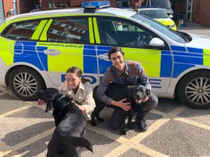 Stolen Nantwich dogs found in house in Stoke-on-Trent