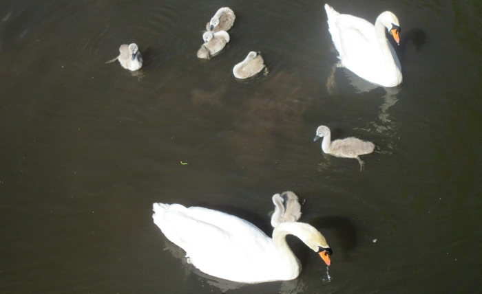 River Swans and Cygnets (1)