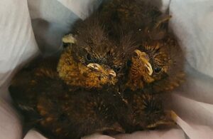 RSPCA Stapeley care for baby robins found in car after 200-mile journey