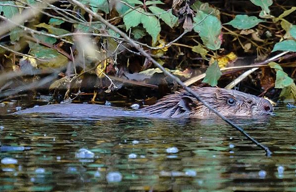 Rowan male beaver - pic by Rachel Bradshaw