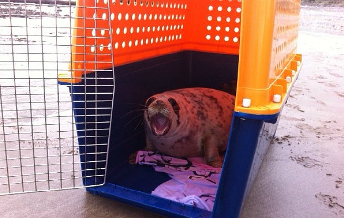 Seal Moon released back to wild from RSPCA Nantwich