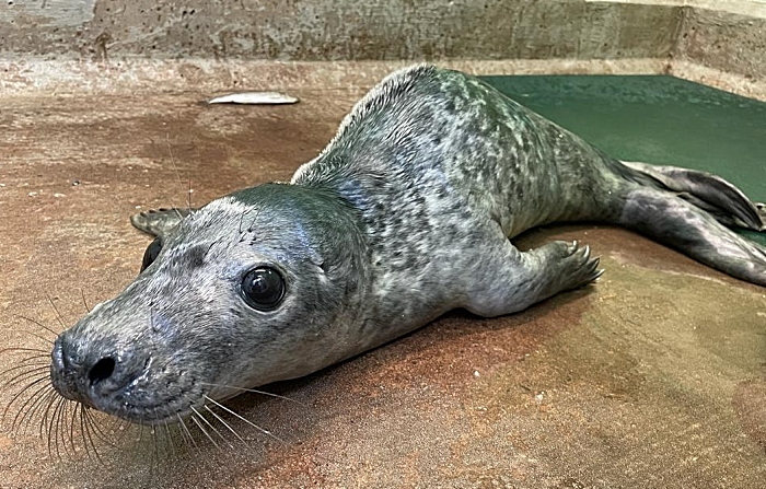 Seal pup twister at Stapeley Grange RSPCA centre in Nantwich