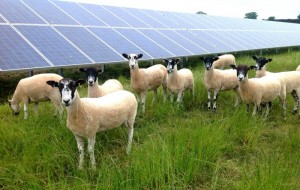 Massive solar farm in Worleston could power 1,200 homes