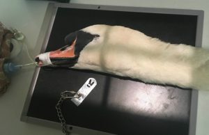 RSPCA launch probe after swan injured by shotgun in Cheshire