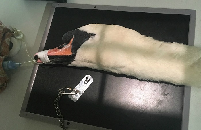 Shot swan at Stapeley Grange wildlife centre
