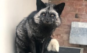 Rare silver fox handed in to RSPCA staff in Nantwich