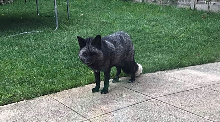 Silver fox in garden