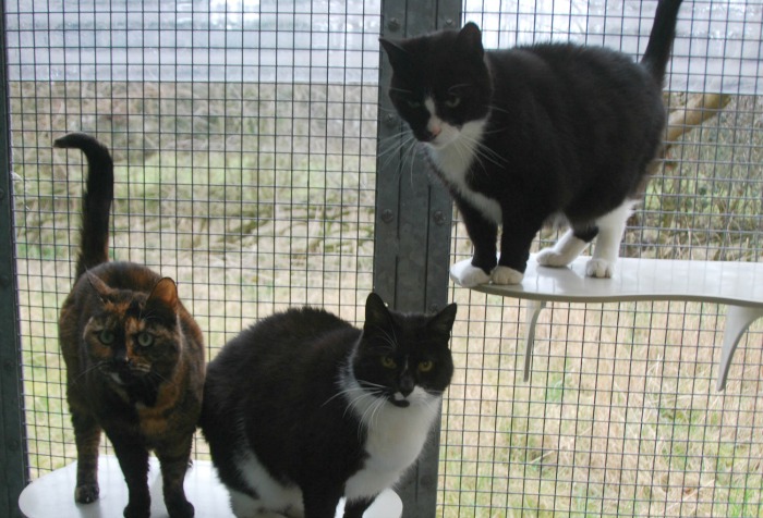 Stapeley Grange cats