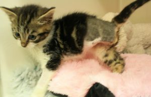 Kitten tangled in wire has leg amputated by RSPCA in Nantwich