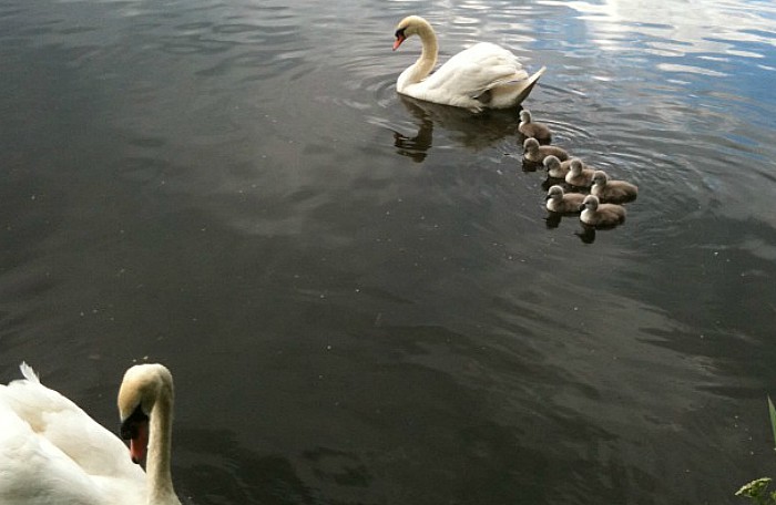 Swan Mabel, RSPCA rescue