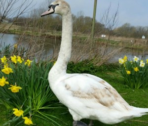 Swan at Nantwich Lake, wildlife group