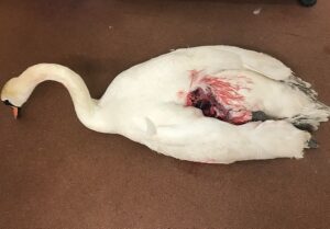 Nantwich RSPCA vets unable to save swan attacked by dogs