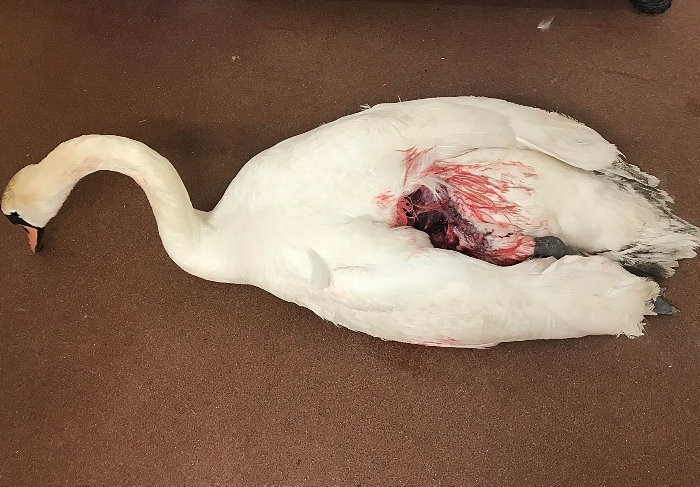 Swan attacked by dogs - RSPCA