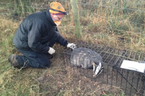 TB badger vaccination in Cheshire