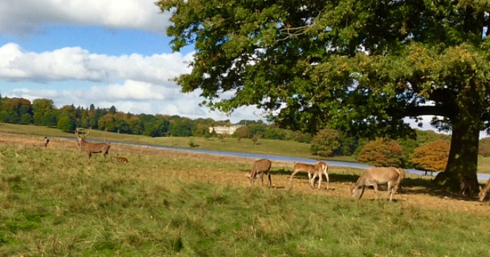 tatton-park - food lover's festival