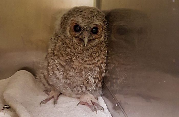 Tawny owlet