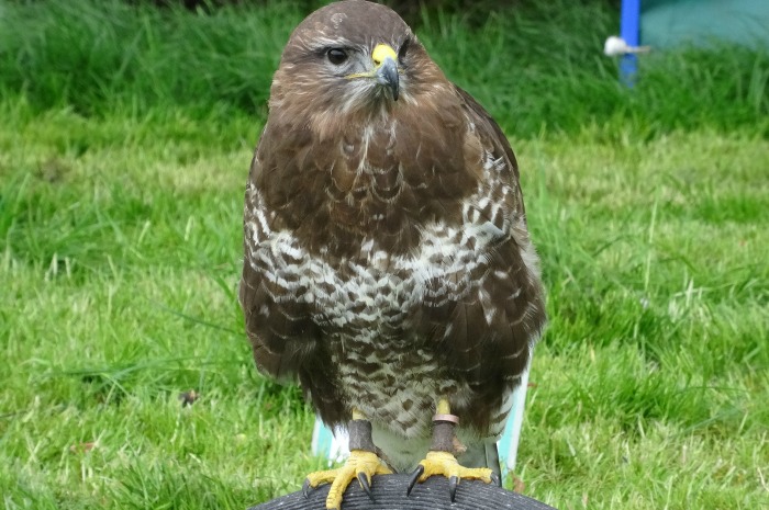Terry Large falconry displays - Marbury Merry Days