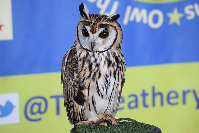 The Feathery Folk - owl on display