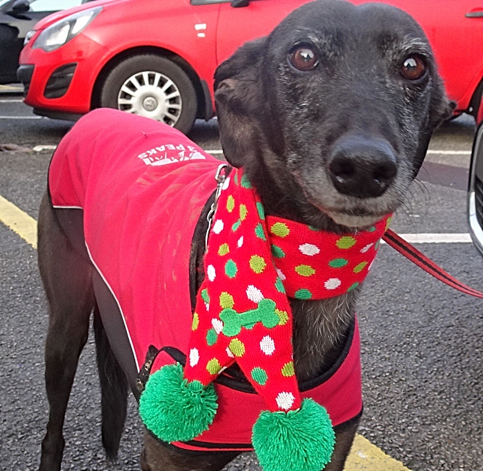 The first-ever Best dressed dog award was won by Peggy the lurcher who won a bag of doggy treats (1)