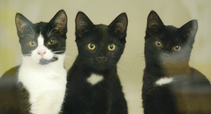 Three Kittens found dumped in bag now at Stapeley Grange RSPCA