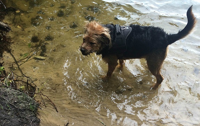 Timo the dog on charity walk to Llangollen