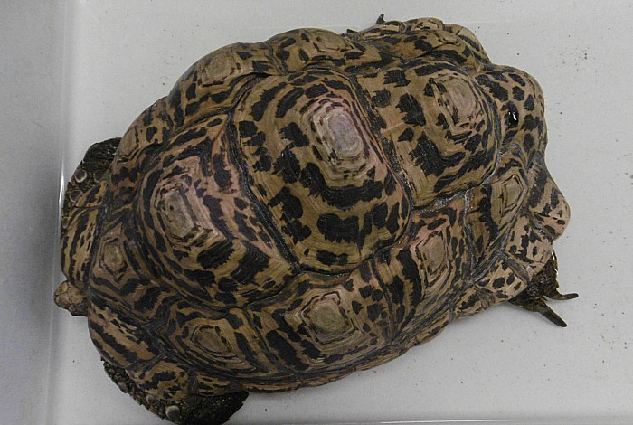 Tortoise, RSPCA Stapeley Grange