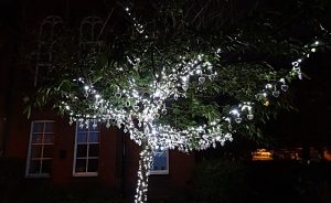 Tree of Light in Nantwich illuminated in moving ceremony