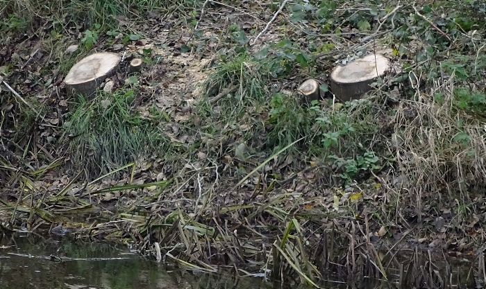 Trees chopped in chainsaw massacre - remaining stumps (1)