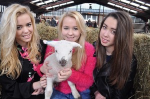 Thousands to flock to Reaseheath College lambing weekends