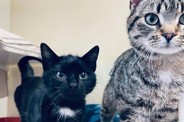 Two cats dumped at side of road - ross and chandler