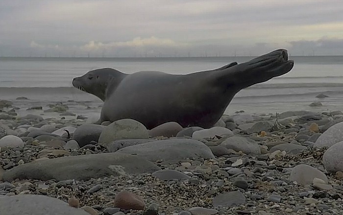 Tyrion seal rescued by RSPCA Stapeley Grange