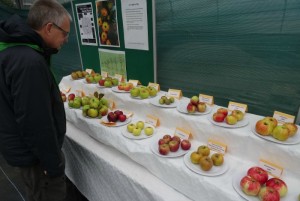 Visitors get teeth into Reaseheath Apple Festival