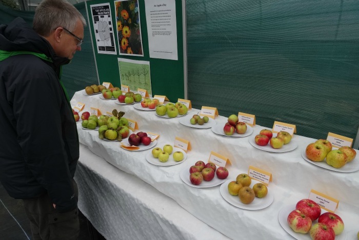 Visitor Mark Ray inspects some of the apples