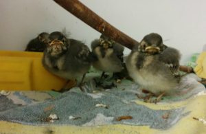 Baby wagtails rescued after nest collapsed into Leighton Hospital air vent