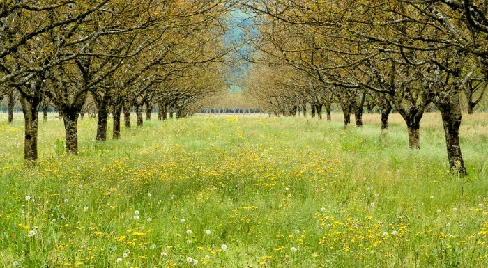 Walnut Avenue by Sarah Howard