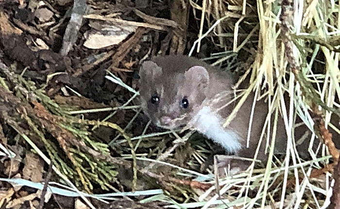 Weasel in care