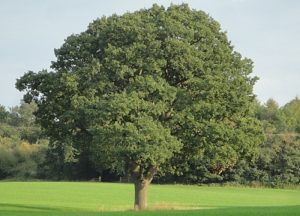 Combermere Abbey pledges ancient oak to help rebuild Notre Dame